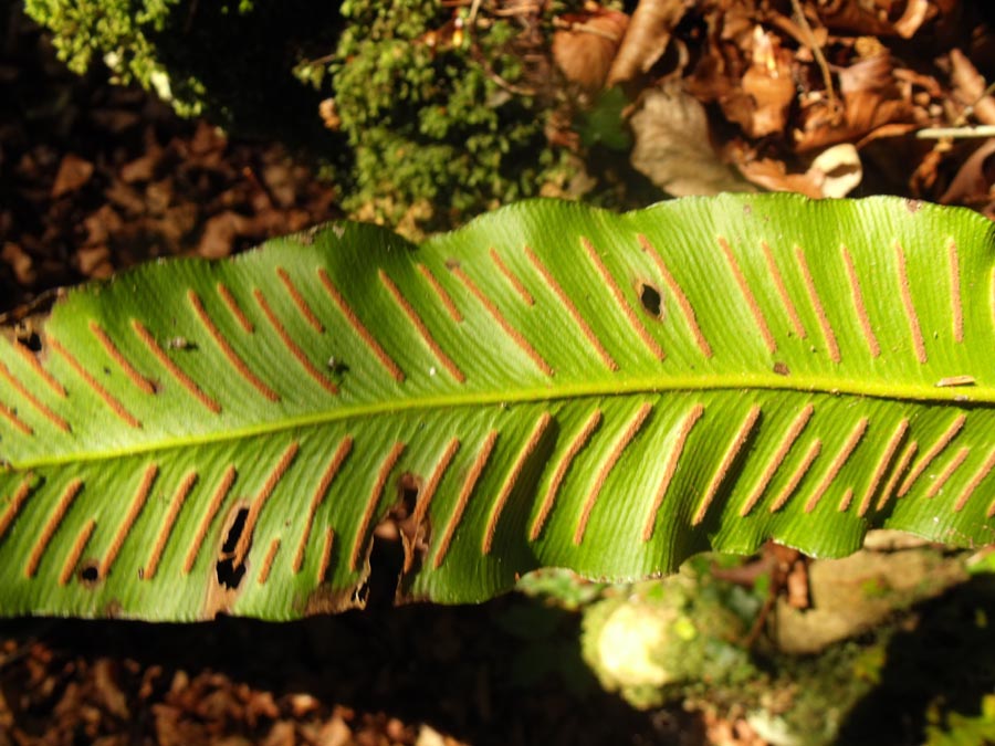 Phyllitis scolopendrium